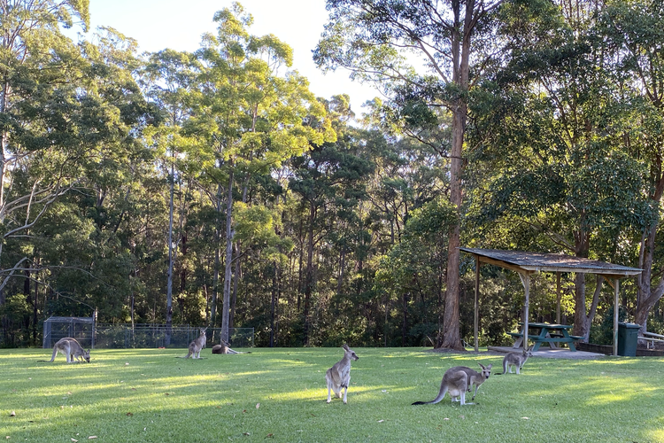 A lush green playground with a mob of kangaroos and trees in the background