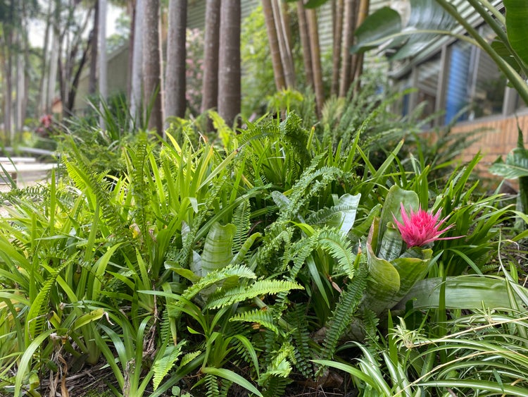 a group of ferns and bromeliads with a pink flower.