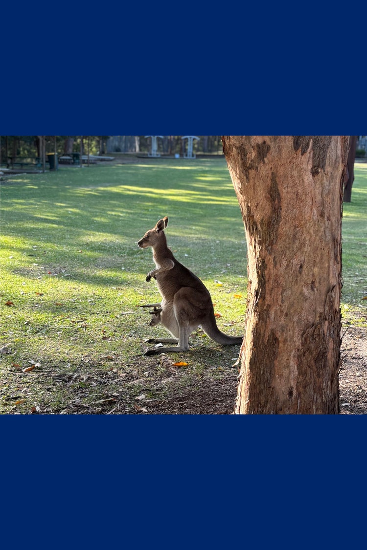 A kangaroo standing next to a tree with a joey peeking out of her pouch.