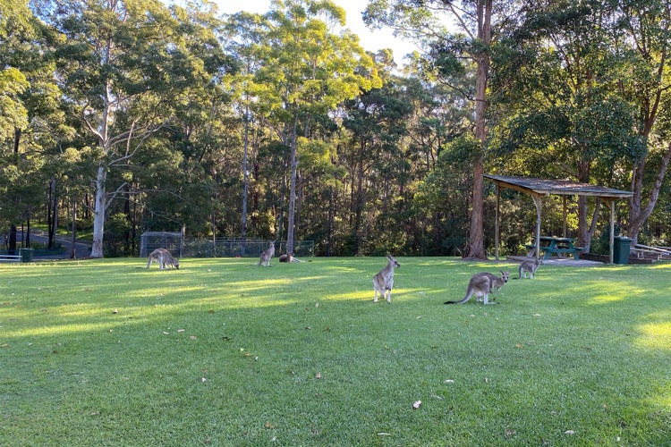 A mob of kangaroos on a green lawn with trees in background