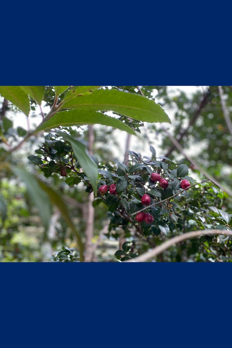 A branch with crimson lilly pillies.